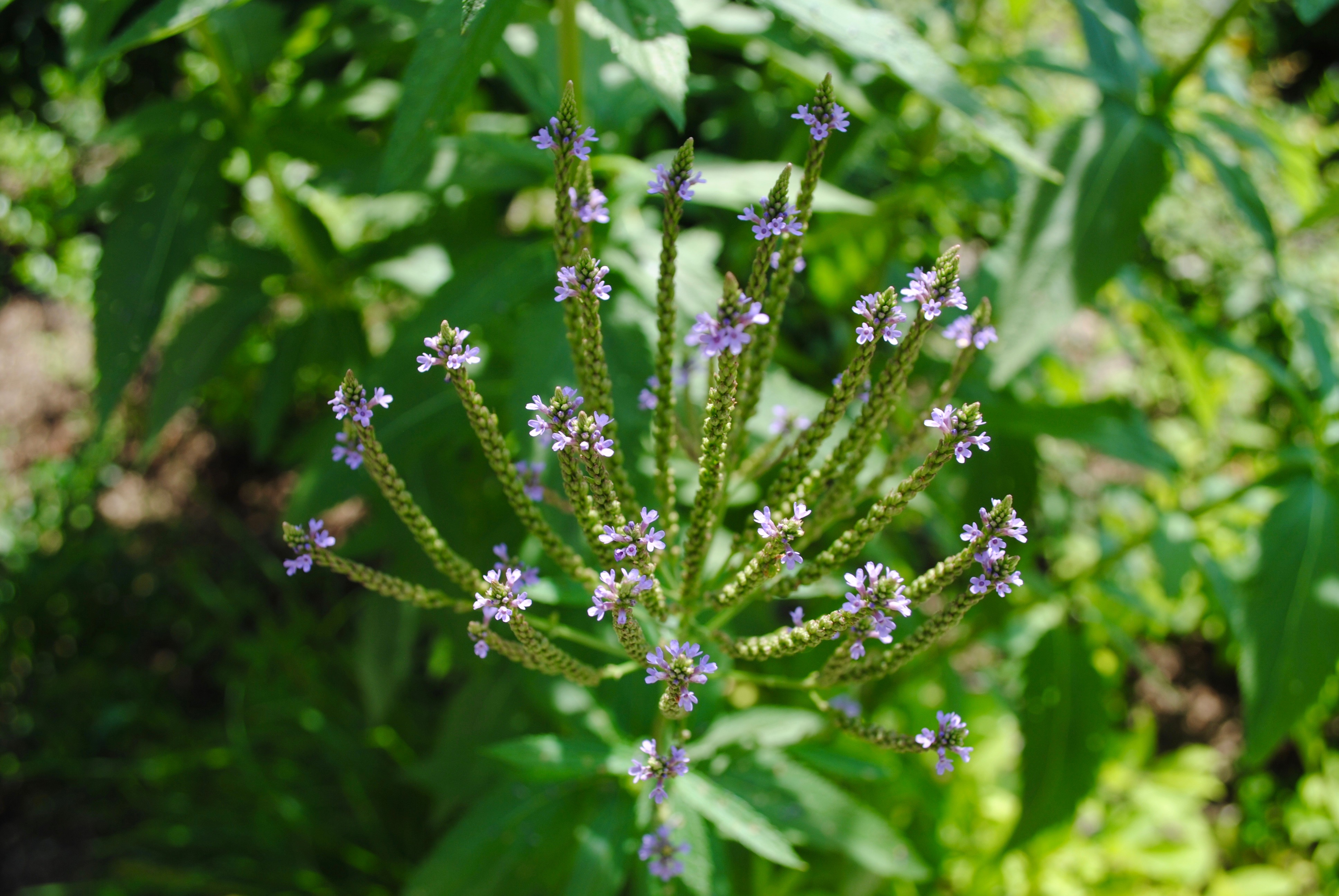 Blue Vervain (Verbena hastata) in the Trail Conference Headquarters native landscape. Photo by Heather Darley.