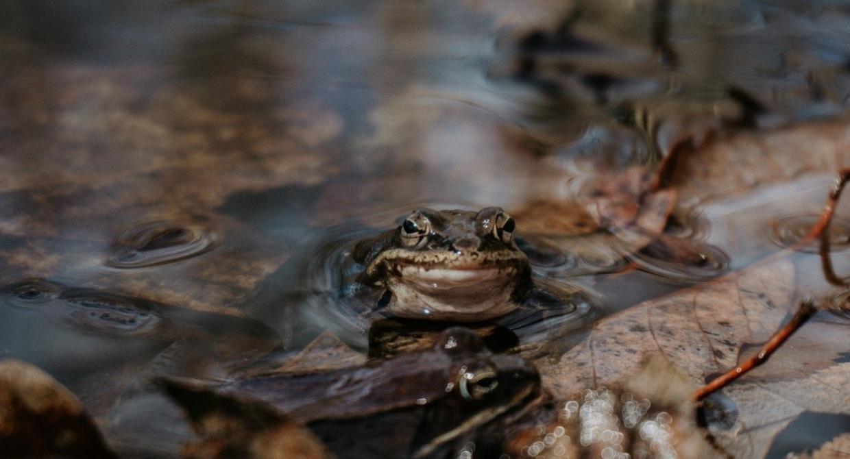 Wood Frog. Photo by Arden Blumenthal.