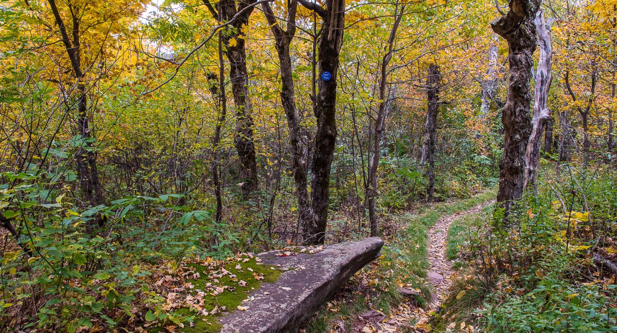 The Long Path in the Catskill's Windham High Peak. Photo by Steve Aaron.